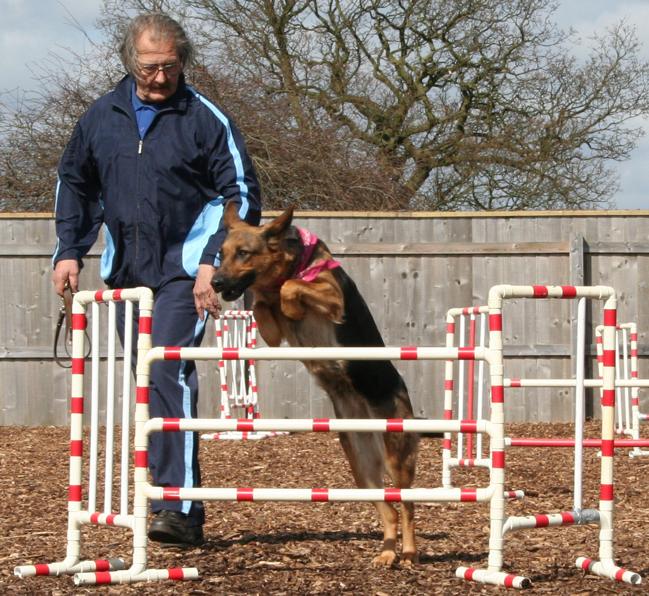 Roxie jumping - dog