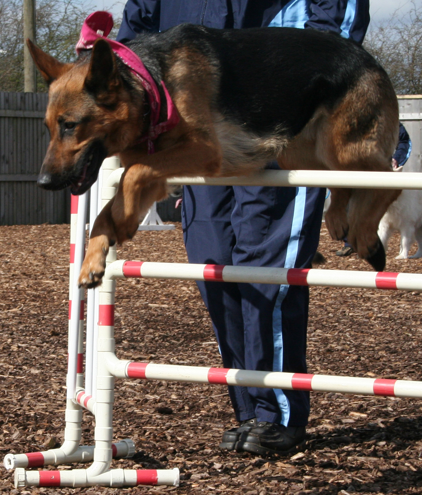 Roxie jumping - dog