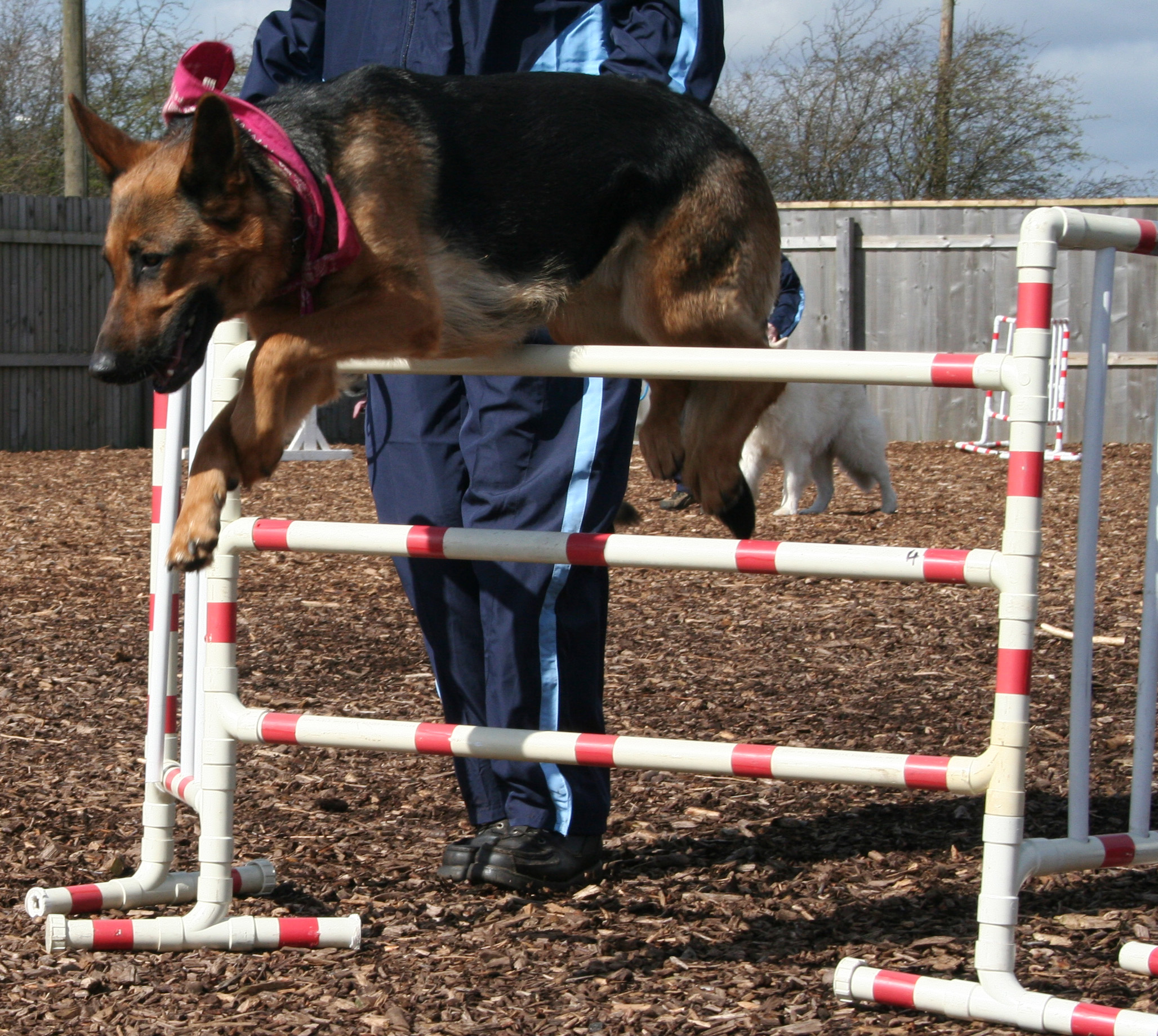 Roxie jumping - dog