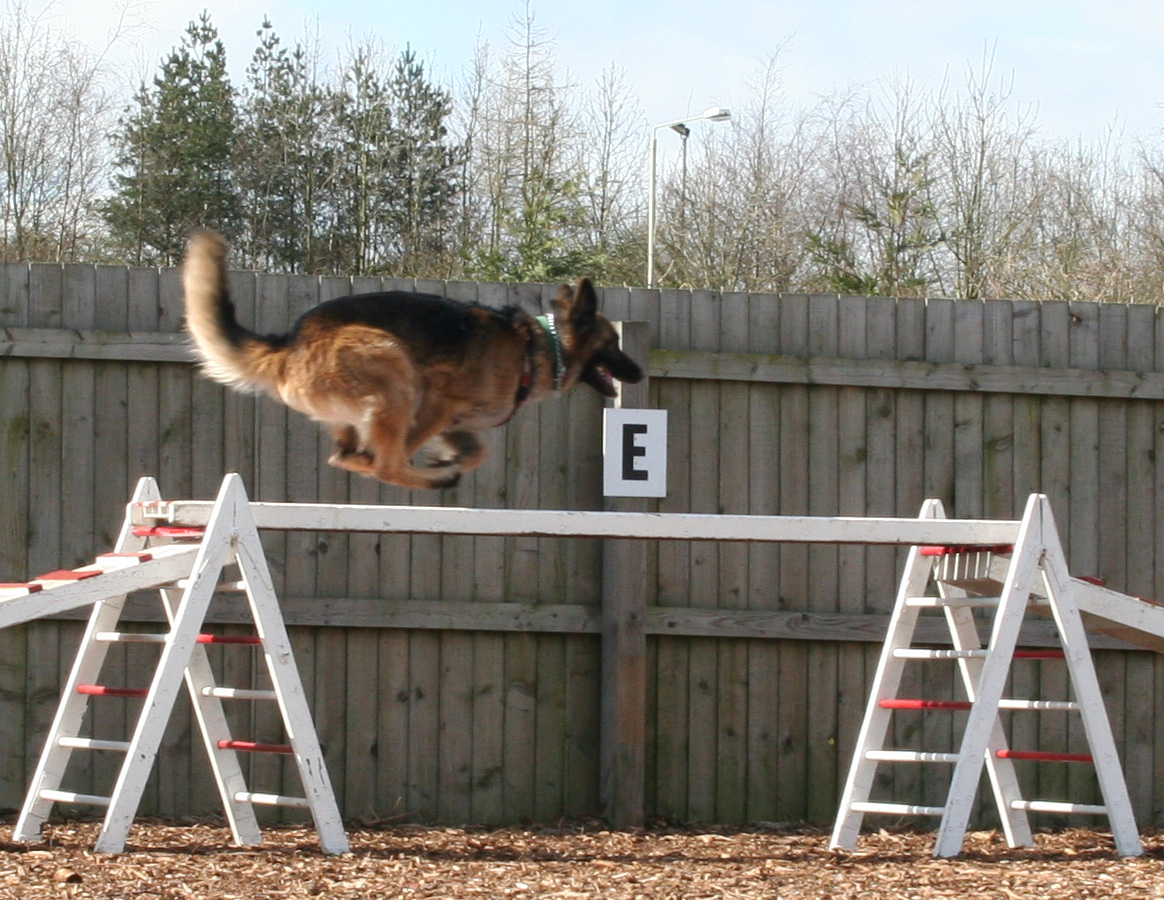 Viking - flying along the ramp - dog