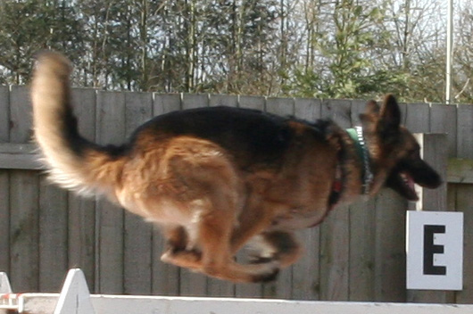 Diesel Flying over the ramp - dog