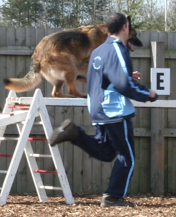 Alfie - GSD on ramp