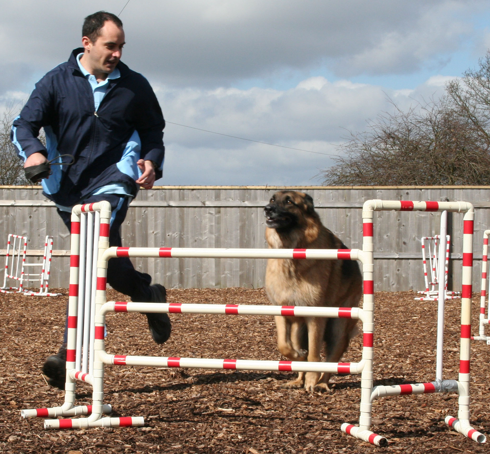 Alfie, GSD, dog jumping