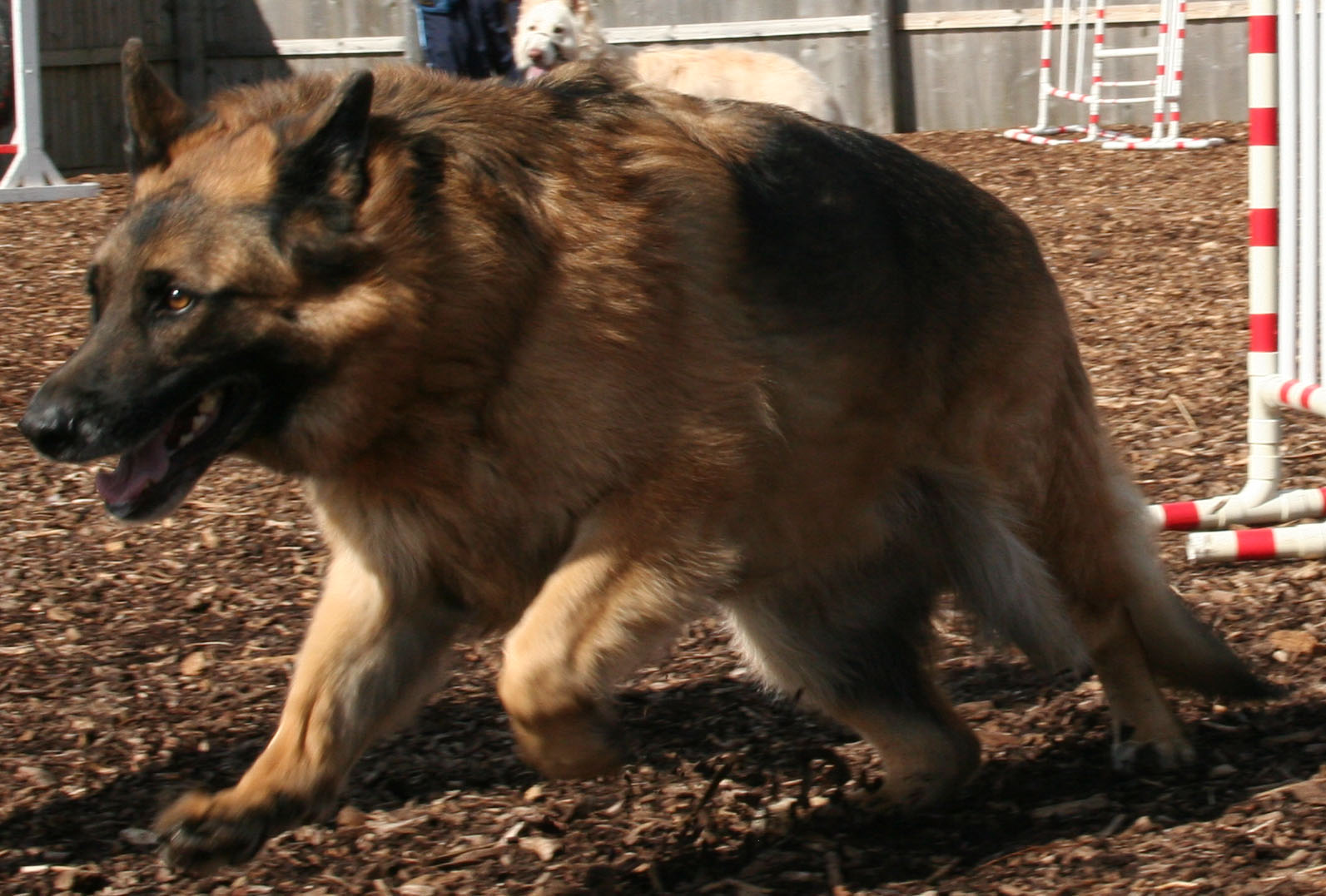 Alfie GSD, dog about to jump