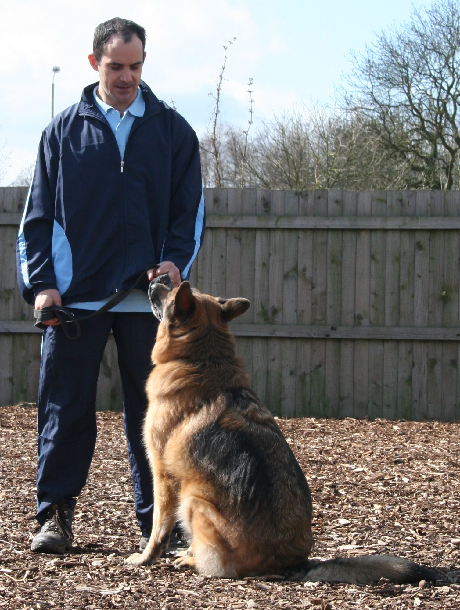 Alfie, GSD, dog sit sitting