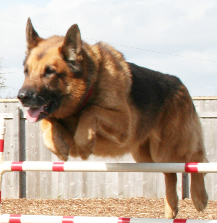 Mason Jumping GSD dog