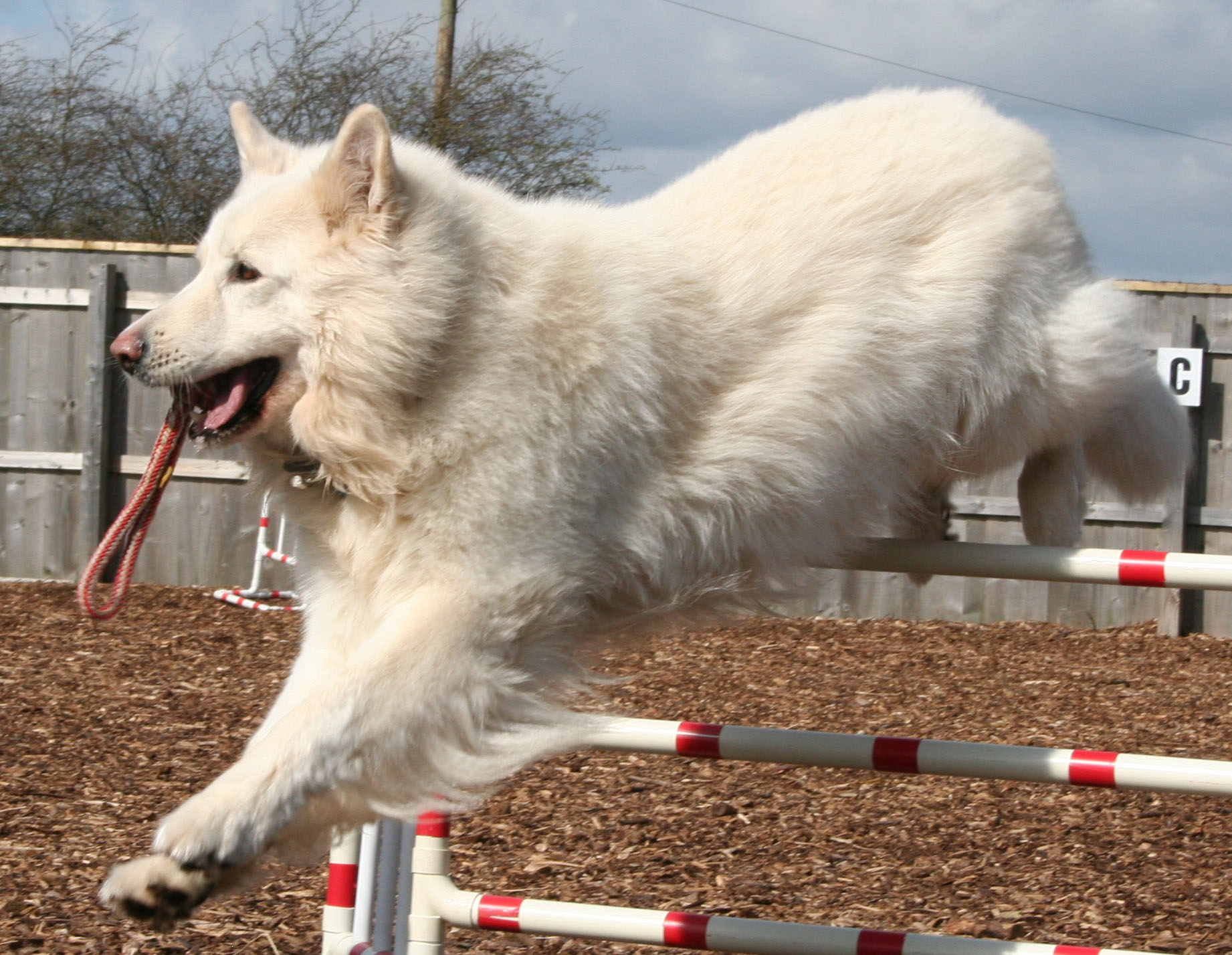 Thorn Jumping - dog