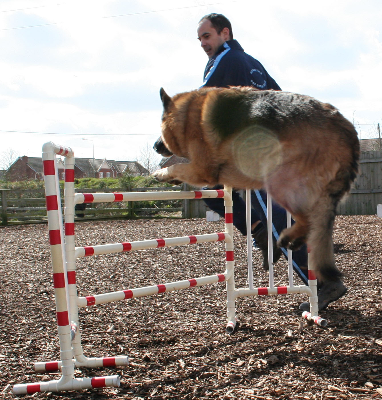 Alfie, GSD, Dog jumping