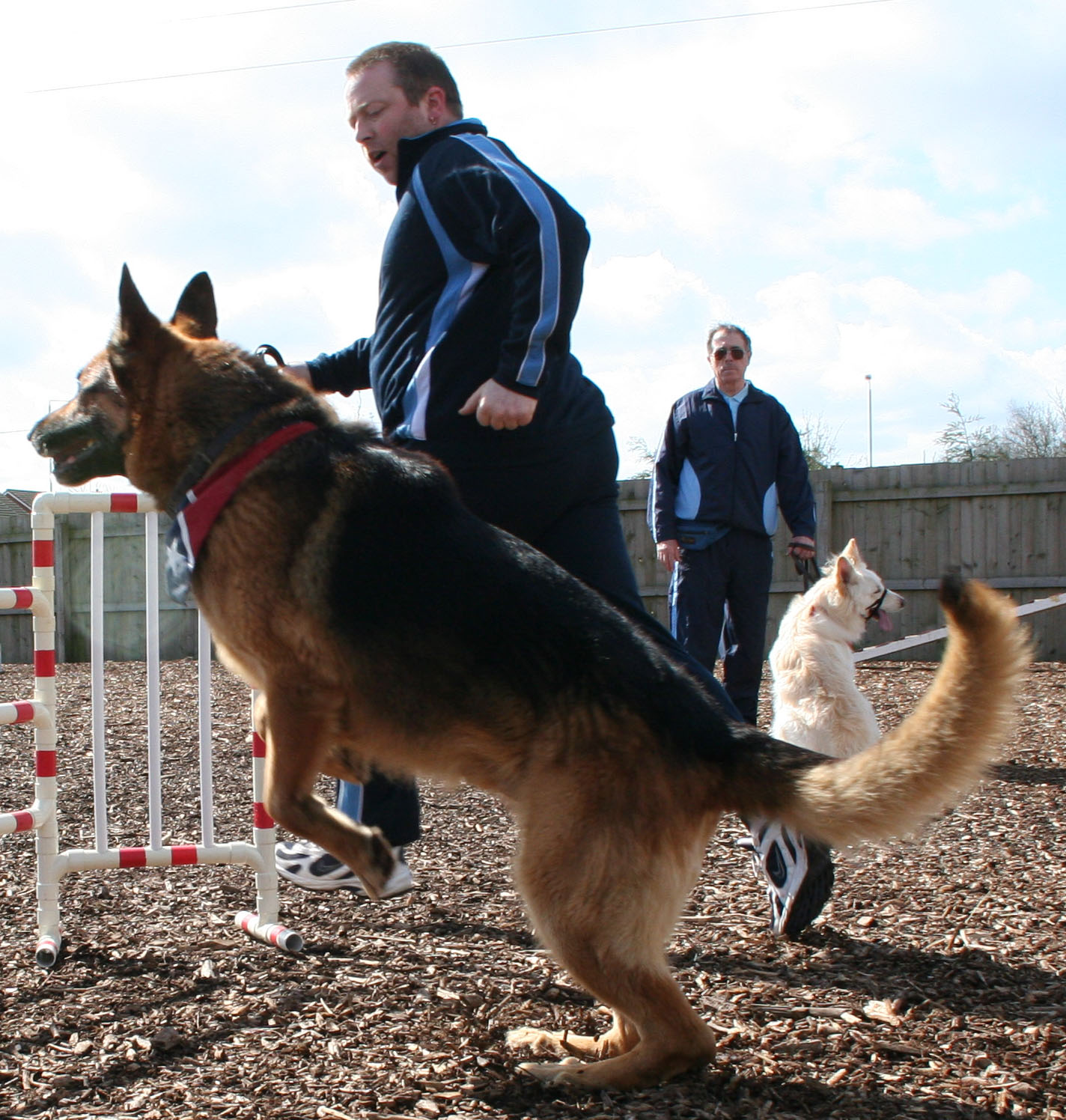 Mason taking off for a jump, a dog