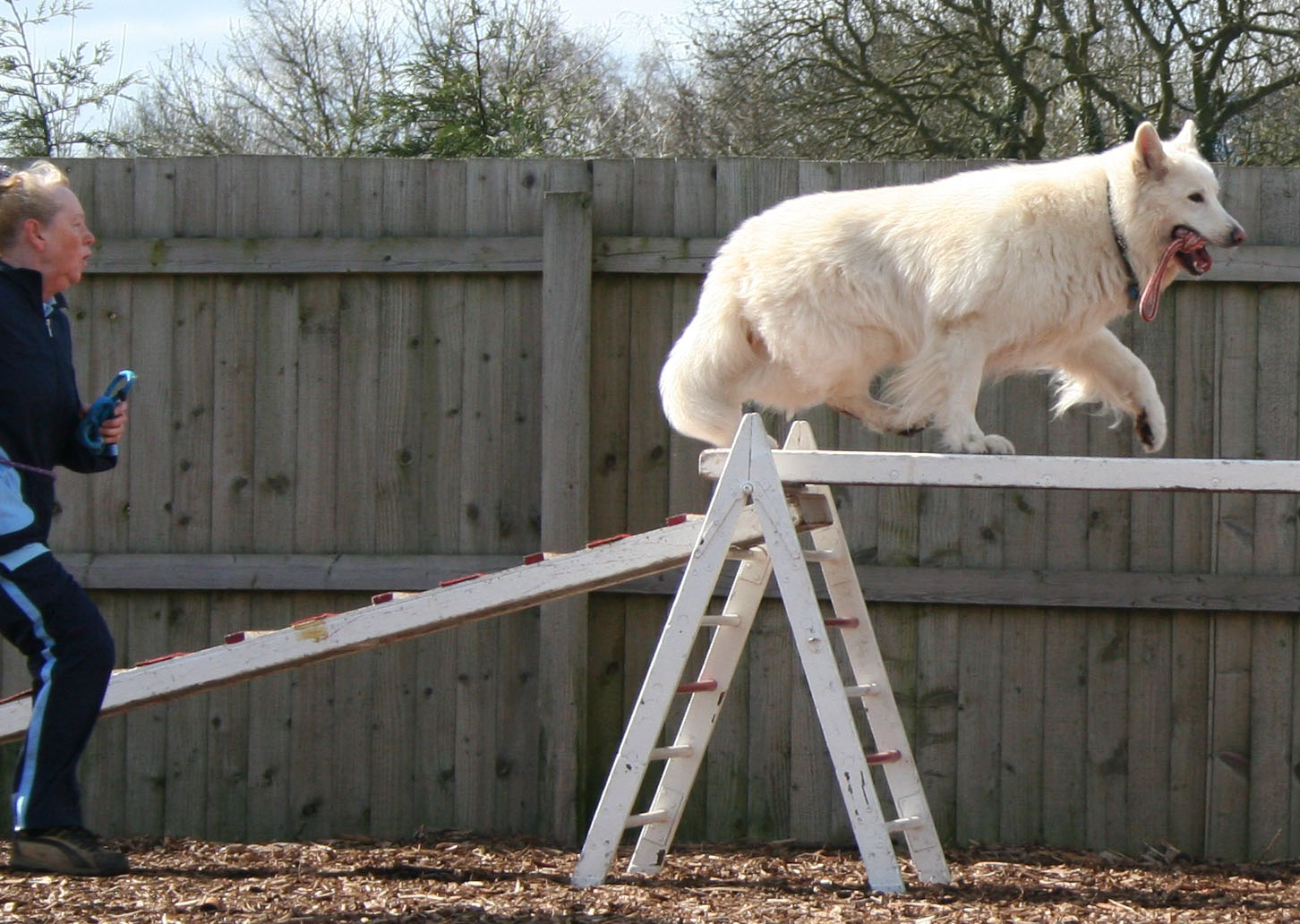 Thorn, white GSD dog