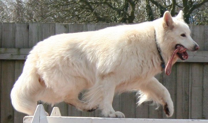 Thorn, White GSD dog