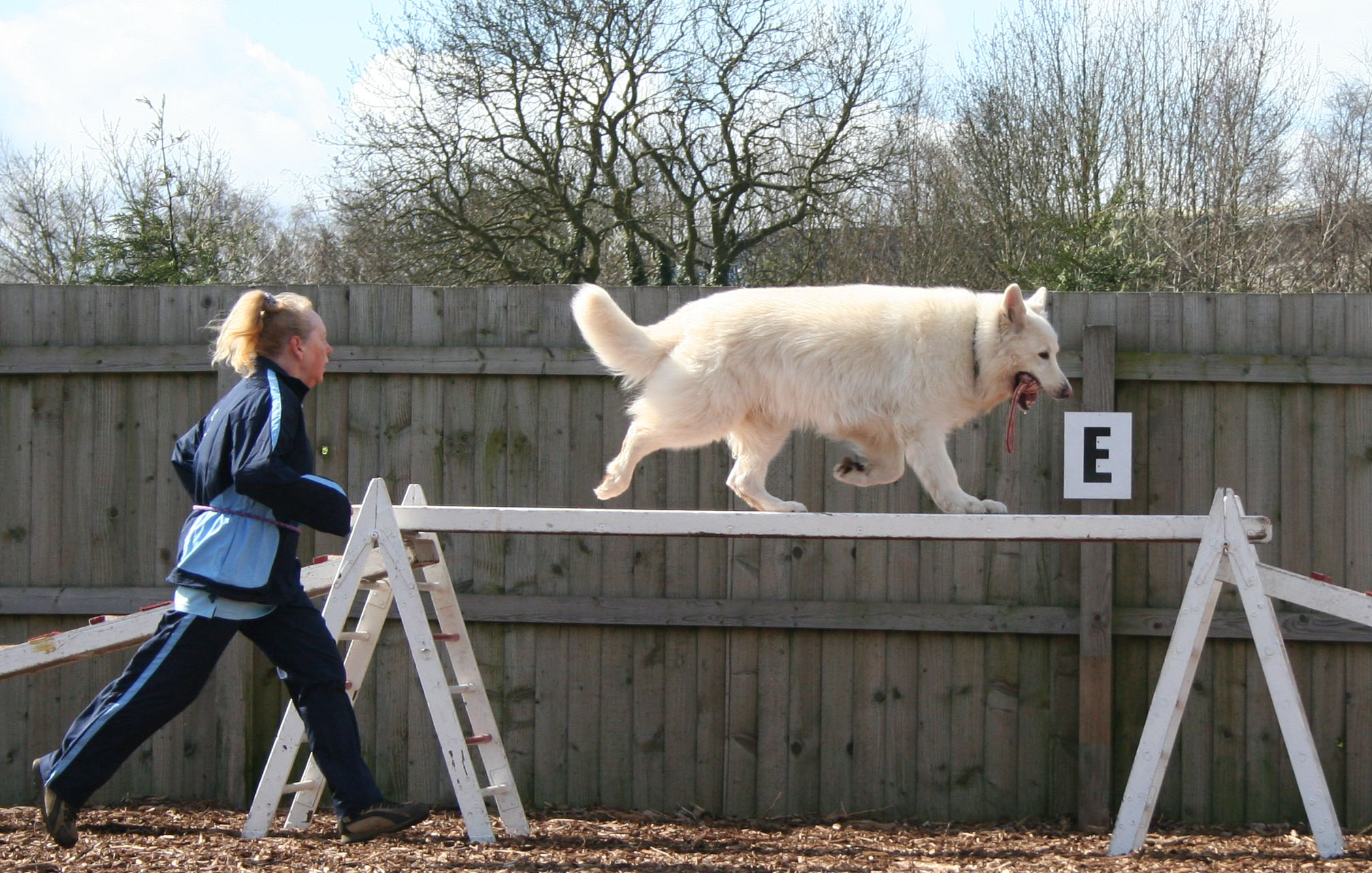 Thorn, white GSD dog on agility ramp