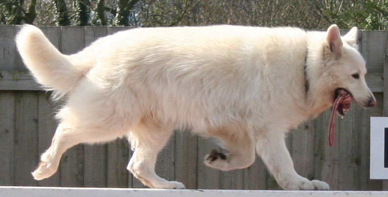 Thorn, white GSD dog on agility ramp
