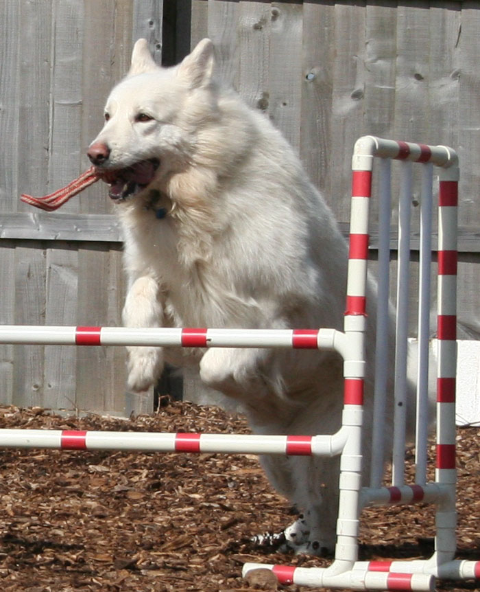 Thorn jumping, GSD dog