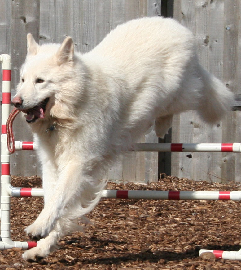 Thorn jumping, white GSD dog