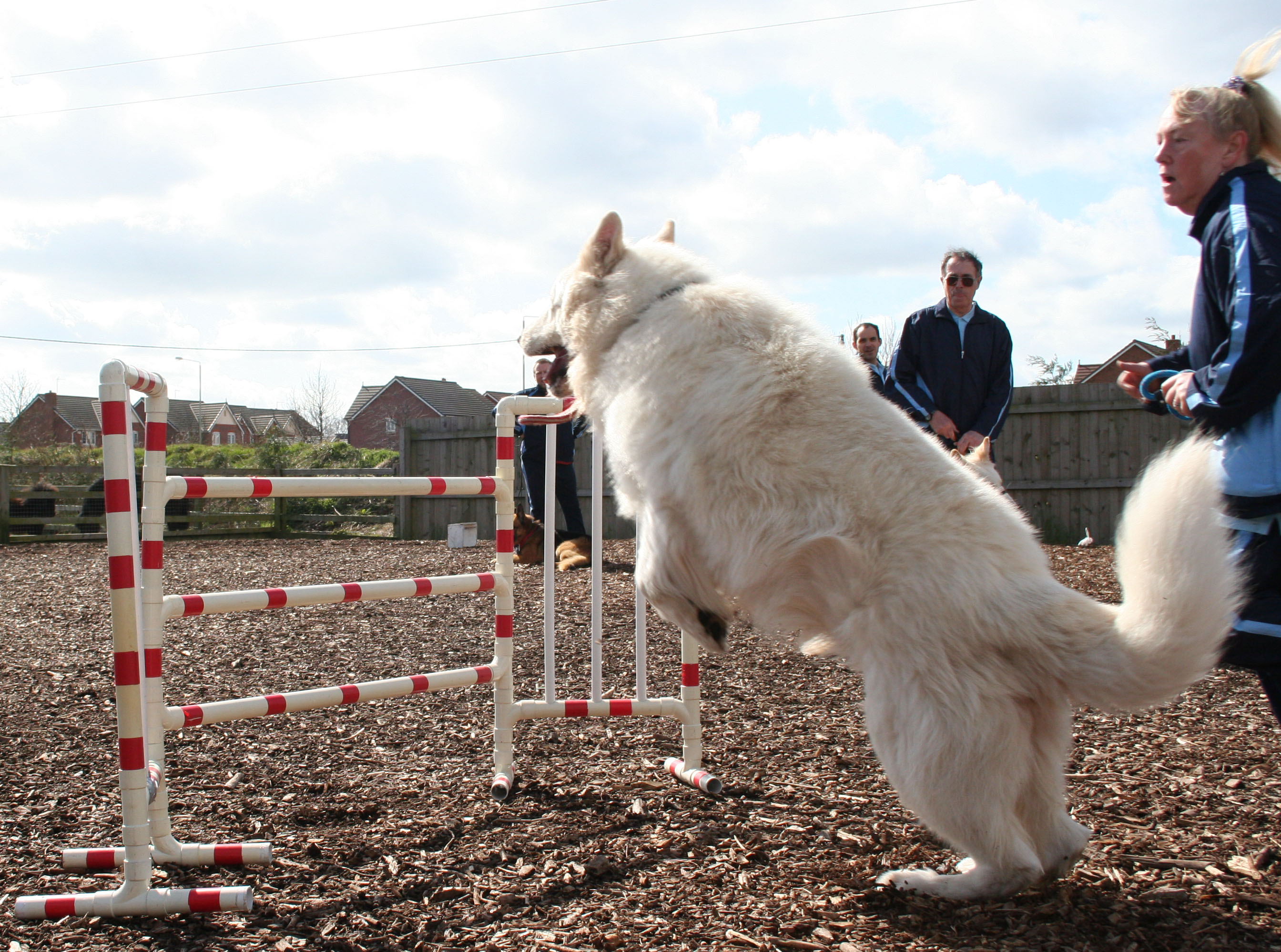 Thorn taking off for jump - dog