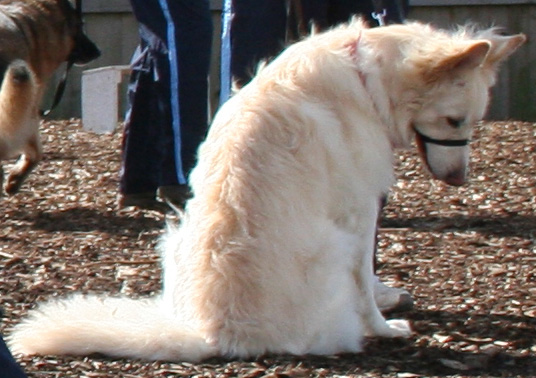 White dog GSD day dreaming