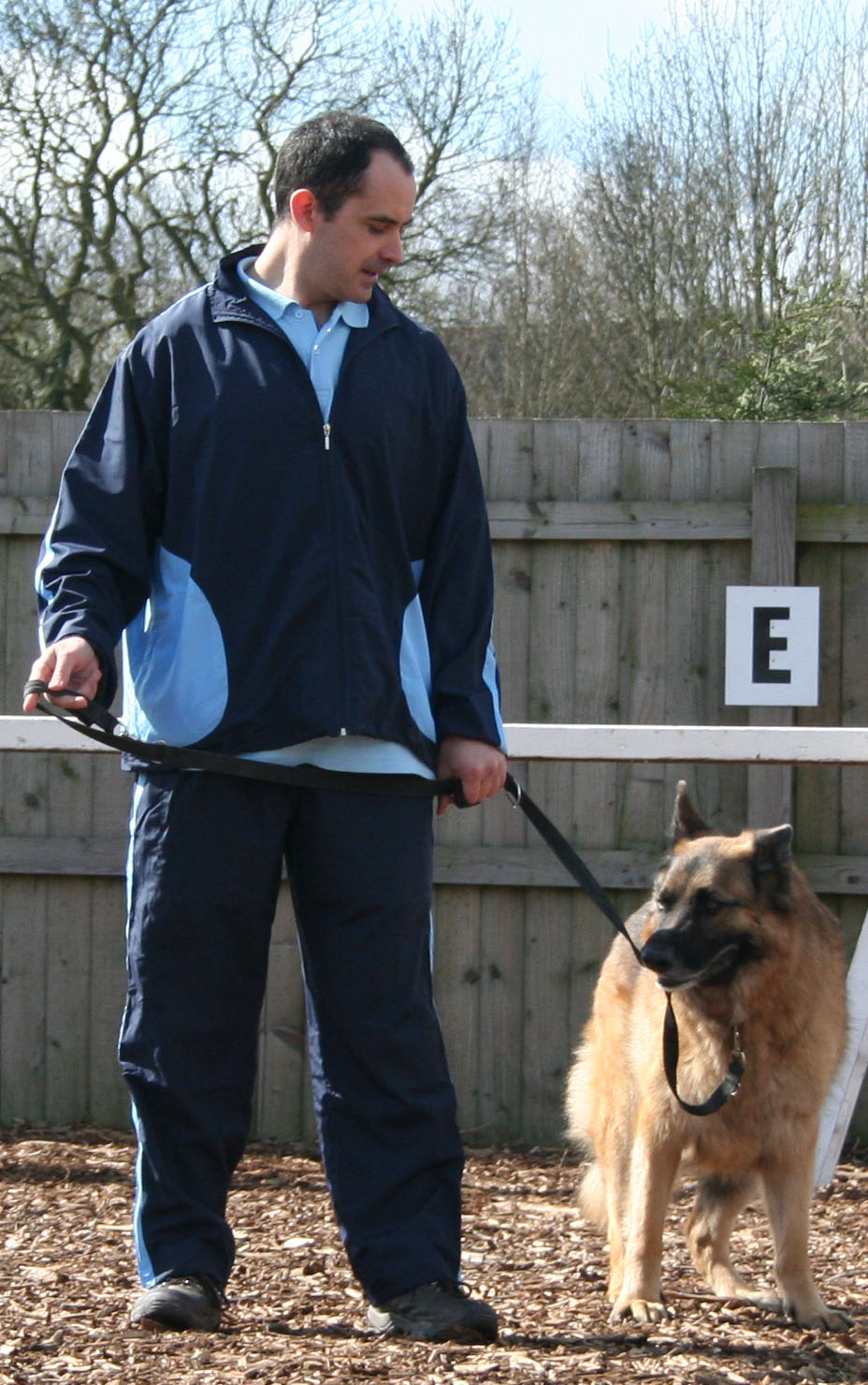 Alfie, GSD dog sit, sitting