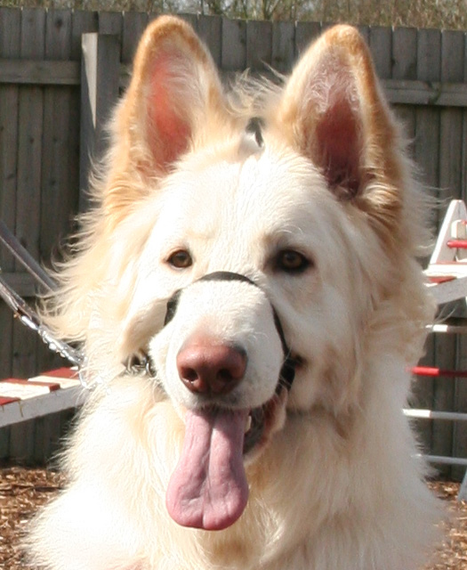 White dog with tongue out GSD