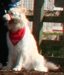 Storm sitting - White GSD dog