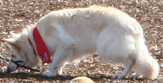 White GSD dog