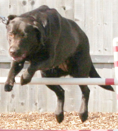Princess dog jumping