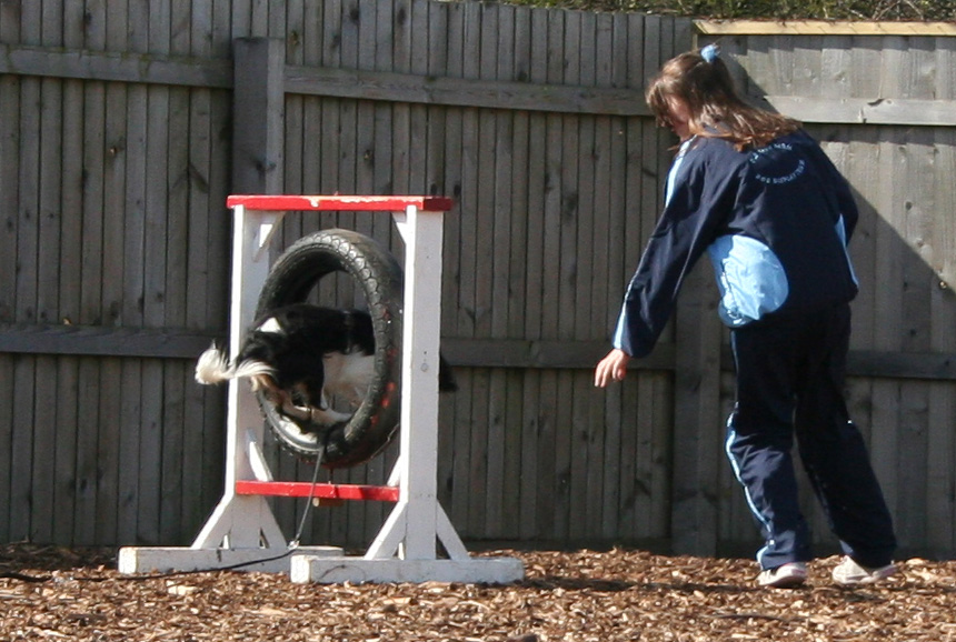 Dog going through tyre