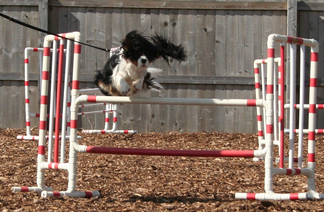 Dog jumping - caverlier