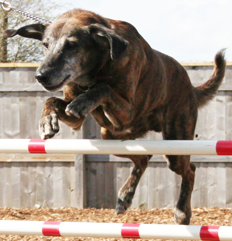 Sam 12 yr old dog jumping