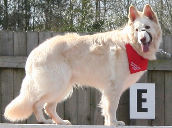 White GSD dog on ramp