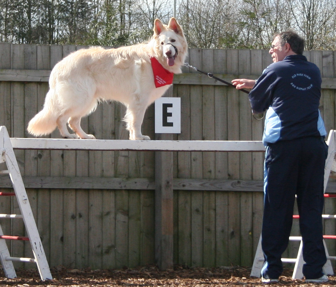 White GSD dog on ramp