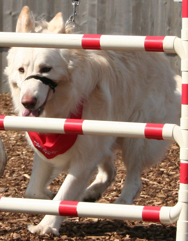 White GSD dog jumping