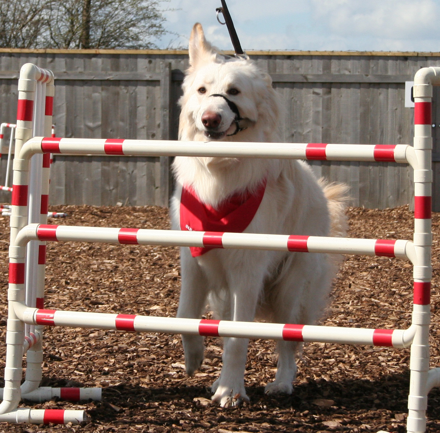 White GSD dog jumping