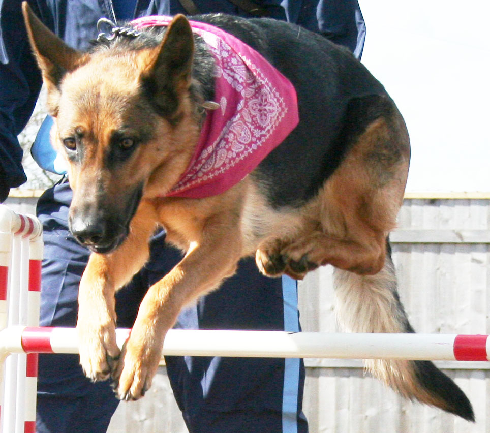 Roxie Jumping, dog