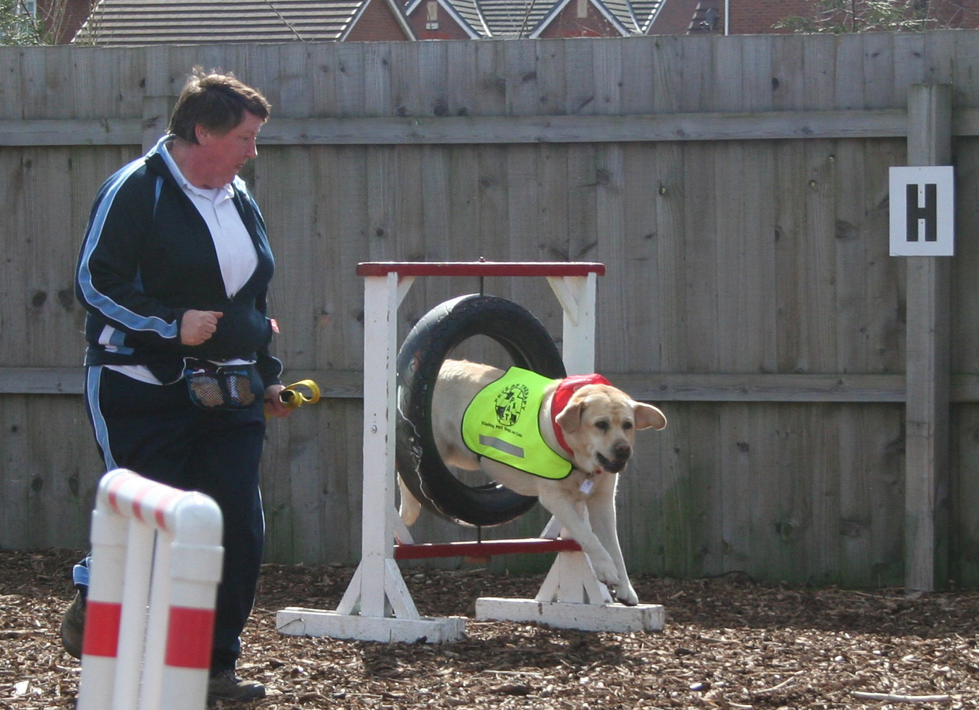 Holly - Dog going through agility tyre