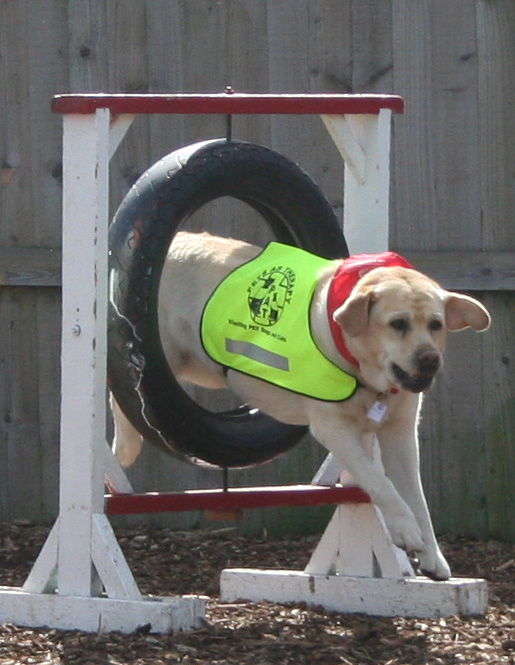 Holly - dog going through tyre jump