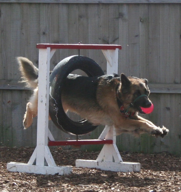 Viking - Dog Tyre Jump - Old Park Farm Dog Dispaly Team