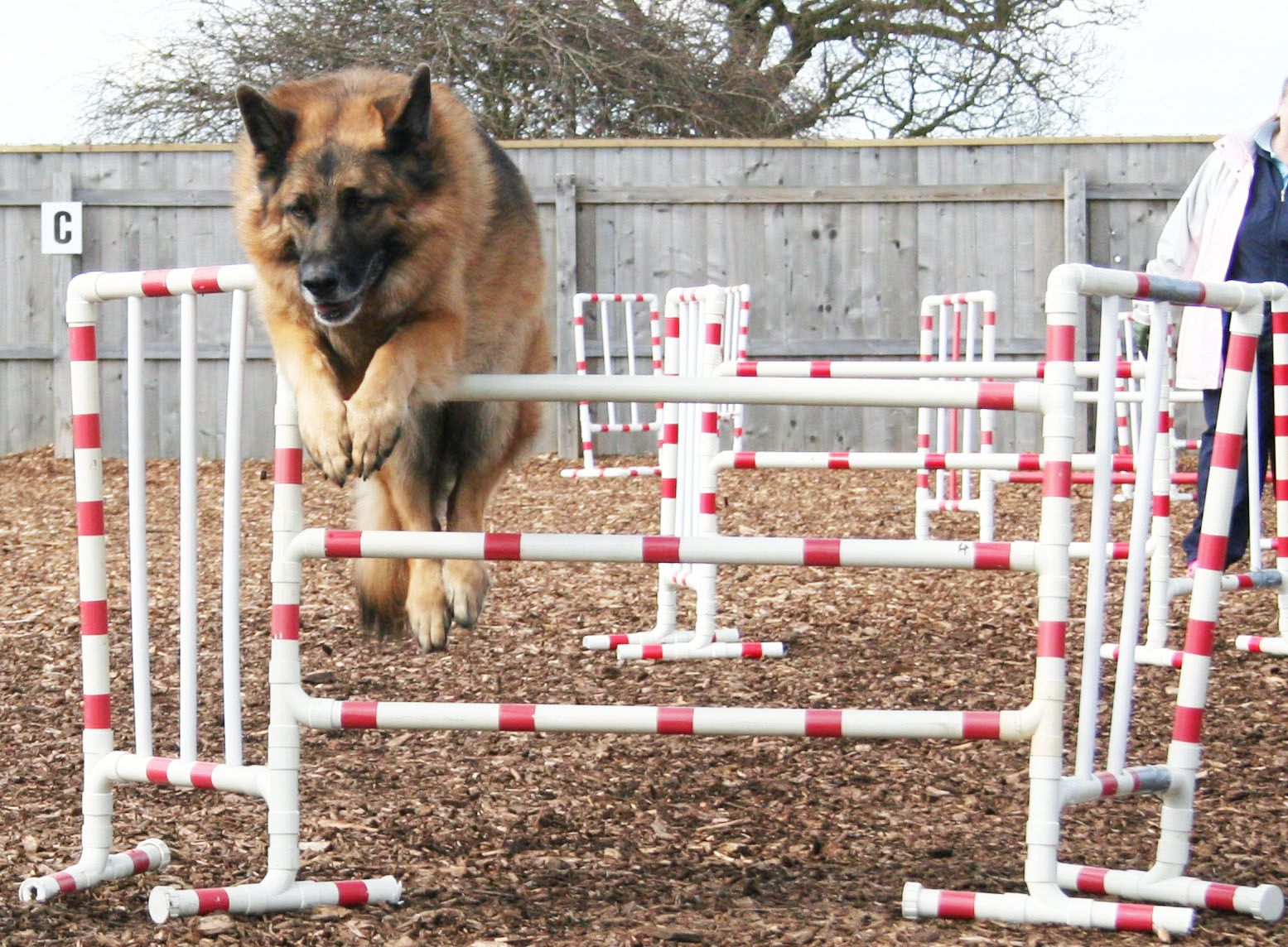 ALfie GSD dog jumping