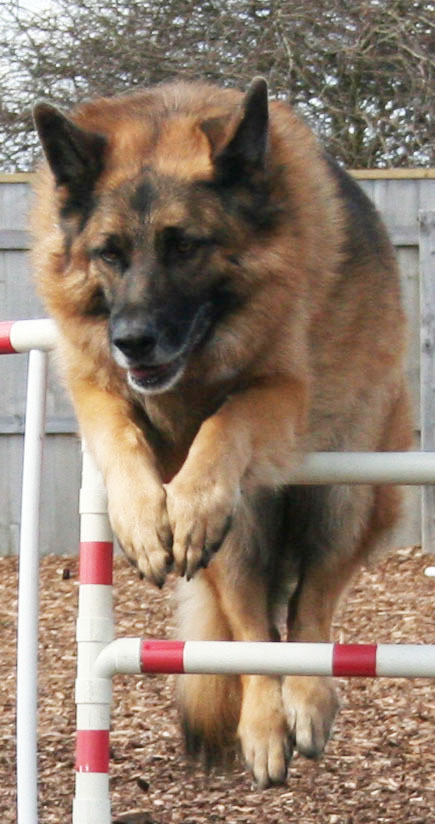 Alfie GSD Dog Jumping