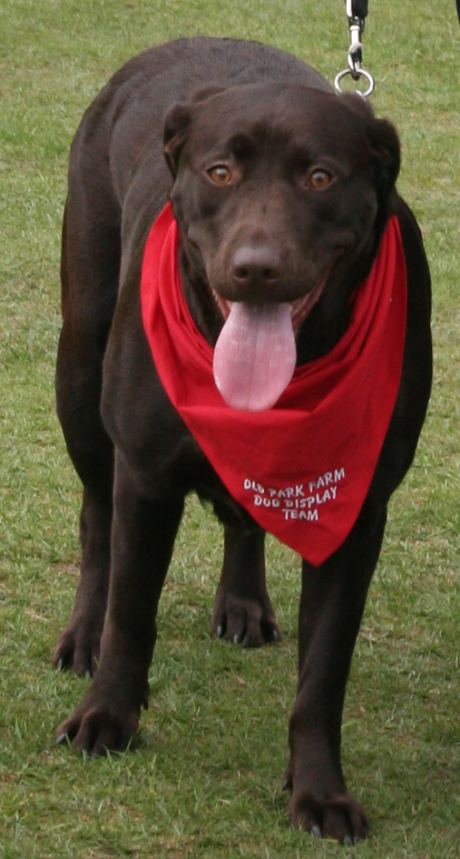 Chocolate Labrodor dog, Princess ready for display