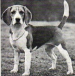 Beagle