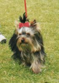 yorkie