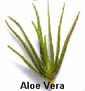 picture of Aloe Vera