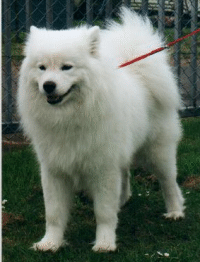 white dog