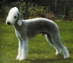 Bedlington Terrier