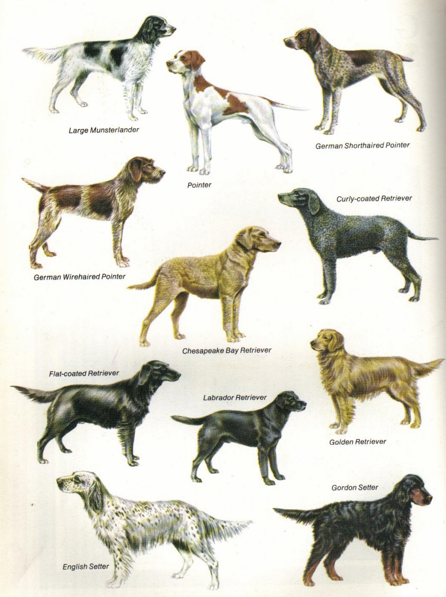 Dog Breeds Chart