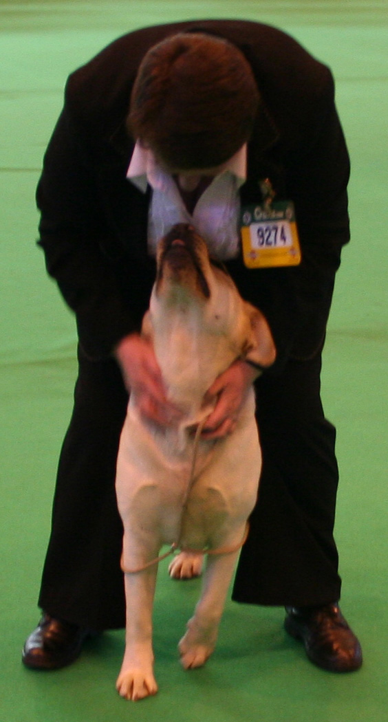 Holly - Dog having fun Crufts 2008