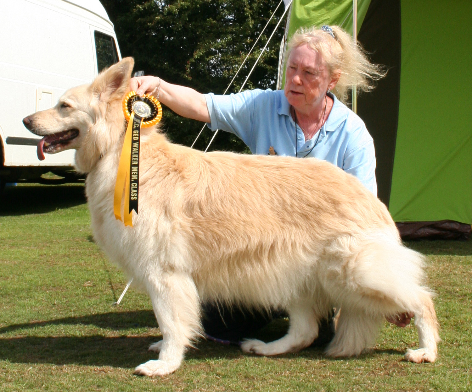 Angel white German Shepherd Dog winner of Ged Walker Veteren Class