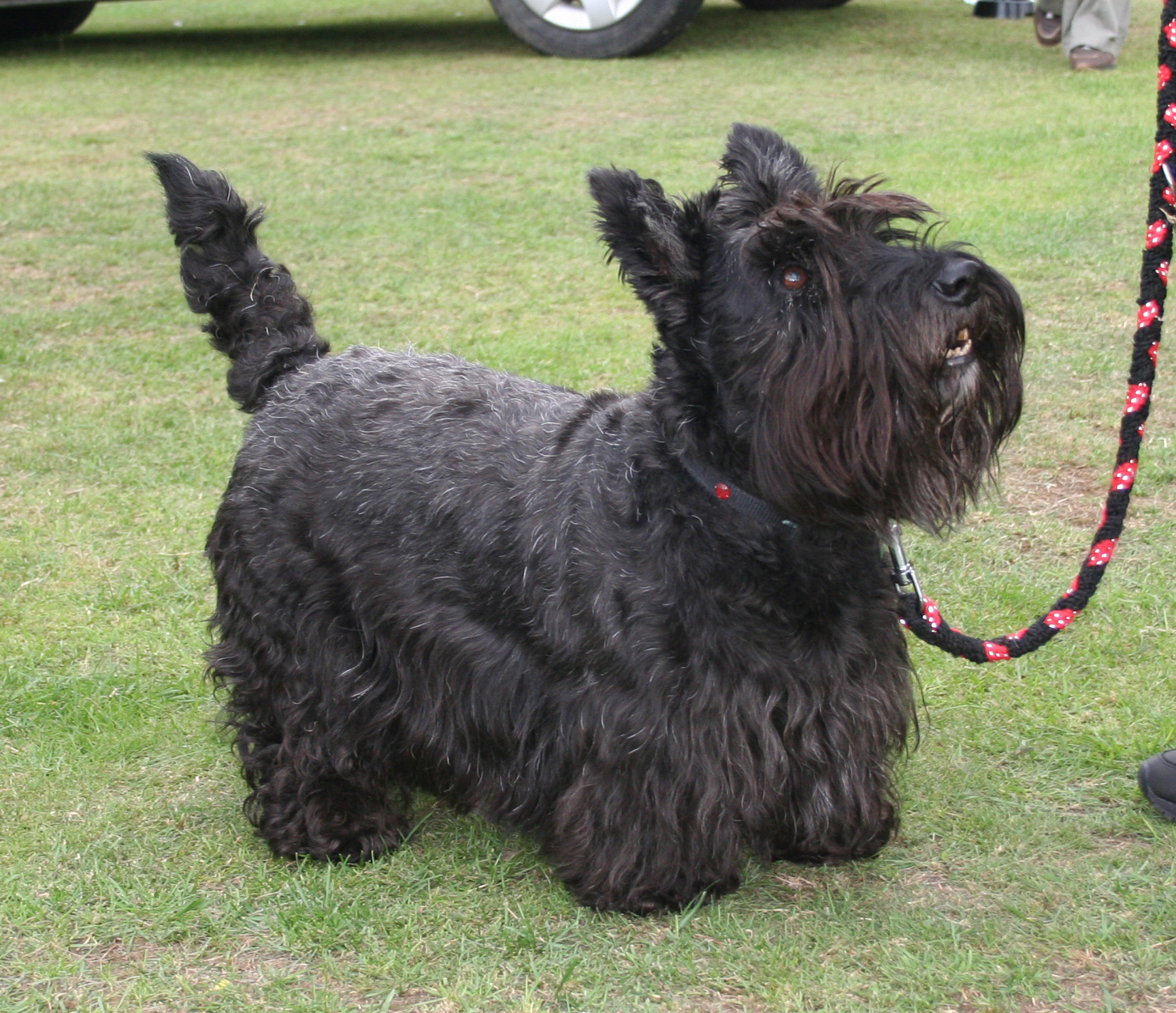 Prize winner Ged Walker Memorial Show 2008