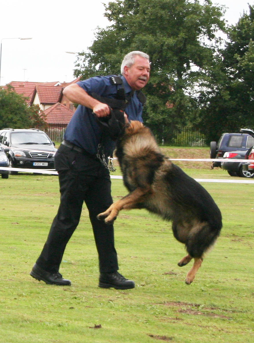 Police dog working